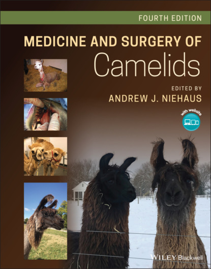 Medicine and Surgery of Camelids - Группа авторов