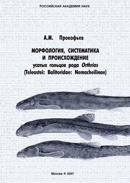 Морфология, систематика и происхождение усатых гольцов рода Orthrias (Teleostei: Balitoridae: Nemacheilinae) - А. М. Прокофьев