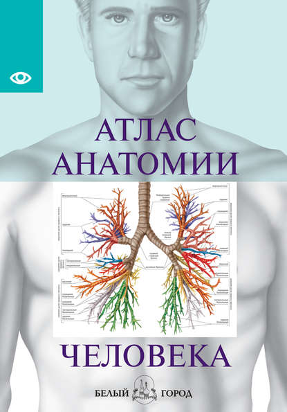 Атлас анатомии человека. Все органы человеческого тела - Группа авторов