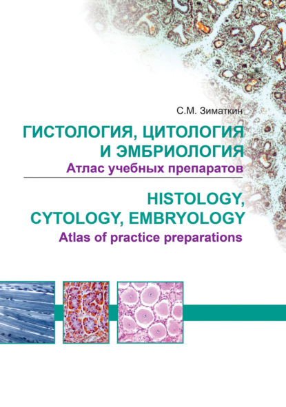 Гистология, цитология и эмбриология. Атлас учебных препаратов / Histology, Cytology, Embriology. Atlas of practice preparations - Сергей Зиматкин