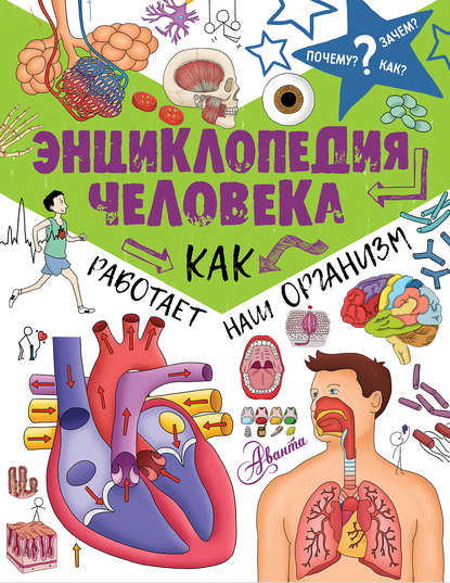 Энциклопедия человека. Как работает наш организм - Коллектив авторов