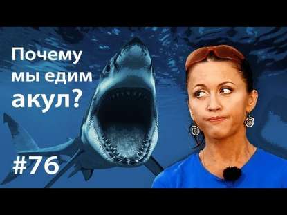 Почему мы едим акул? — Евгения Тимонова