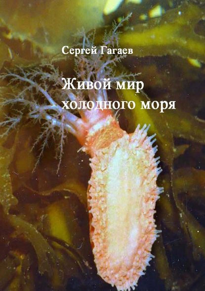 Живой мир холодного моря - Сергей Юрьевич Гагаев