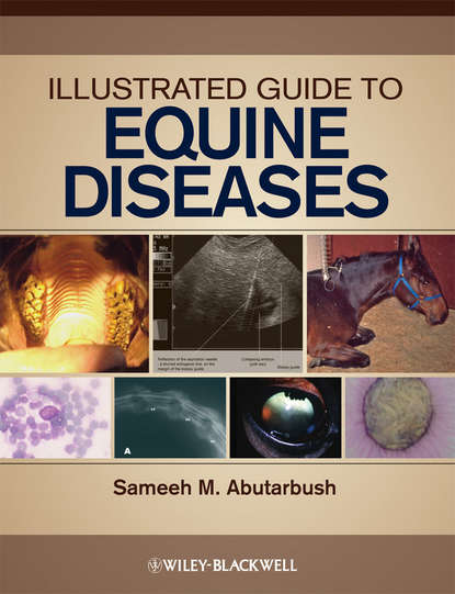 Illustrated Guide to Equine Diseases — Группа авторов